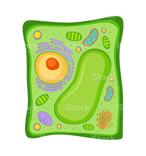 Plant-cell